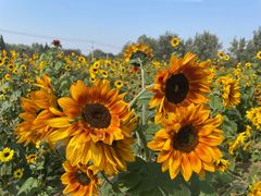 -汉长安城未央宫国家考古遗址公园