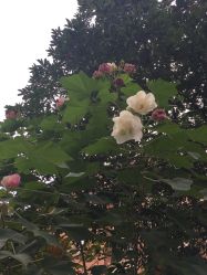 -莫莉幻想(银盆岭万达广场店)