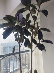 -HEYAN荷妍专业脱毛连锁机构