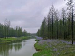 -黄海国家森林公园