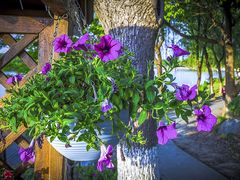 -昆山城市生态森林公园