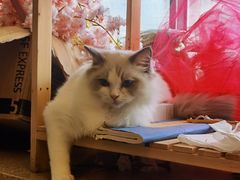 -猫遇摄影工作室