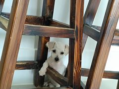 -安安宠物医院(情缘分院)