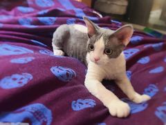 -山宅一喵德文卷毛猫舍