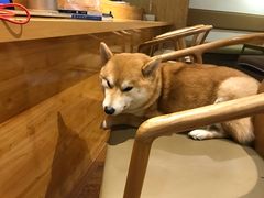 -柴务处·柴犬主题狗咖