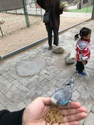 -上美四季动物农场