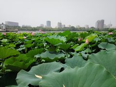 -莲花池公园