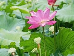 -荷塘月色湿地公园·向阳花洲