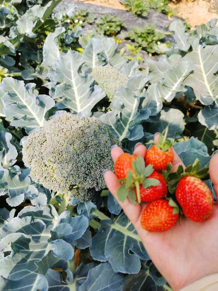西丽白芒草莓园-"周末去的,这个草莓园在白芒村口有标示,现.