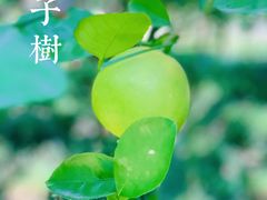 -新虹桥中心花园