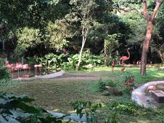 -深圳野生动物园
