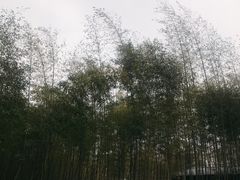 -黄海国家森林公园