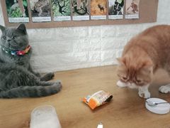 -平行世界·猫咖(首经贸店)