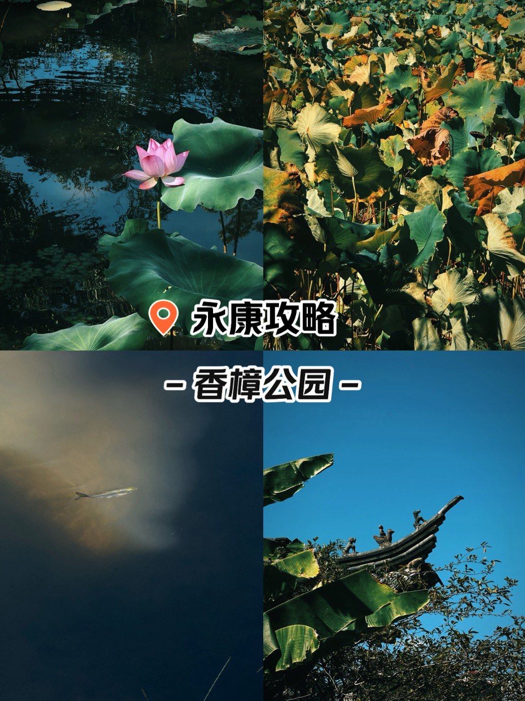 永康6015妇幼对面香樟公园的荷塘也太好拍了吧[点赞]