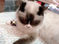 -猫色咖啡·猫咖