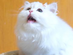 -喵zoo家庭繁育猫舍(尖东智能花园店)