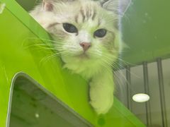 -唐小姐の私宠·宠物洗护美容·撸猫馆·购宠(周浦万达旗舰店)