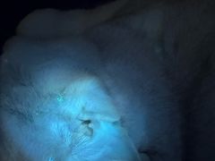 -四月宠物医院·猫专科·心脏专科·内科(转塘店)