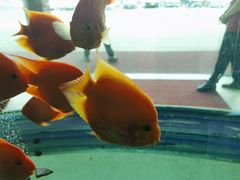 -南郊宾馆·风味自助餐厅·山东十六地市特色菜