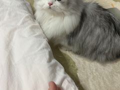 -爱佳宠物中心医院24H·CT·骨外科·猫专科(瑶海万达店)