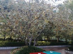 -郑州方特梦幻王国