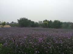 iphone_upload_pic-密云玫瑰情园