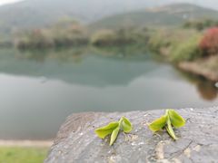 -龙坞茶村