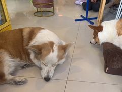 -平行世界·猫咖(首经贸店)