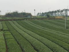 -雪绿茶博物馆