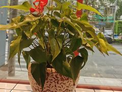 -蛙一刀·麻椒鱼火锅(金仙桥店)