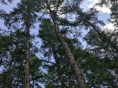 -塞罕坝国家级自然保护区