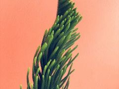 -南洋大师傅(万家丽店)