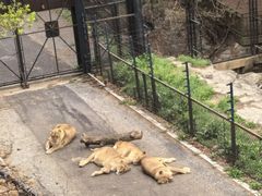 -大连森林动物园