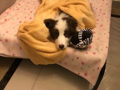 -芭比堂动物医院·犬猫全科·异宠专科(雁塔分院)