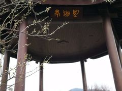 -香雪海