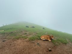 -大姆山草场