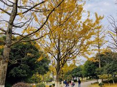 -铁山坪森林公园