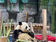 -栾川竹海野生动物园