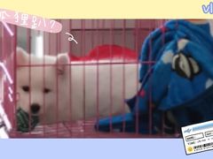 -翊宠yipet猫狗购宠庄园犬舍•猫舍