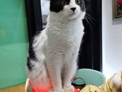 -猫色咖啡·猫咖