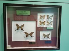 -上海昆虫博物馆