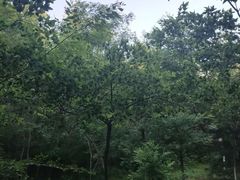 -长白岛森林公园