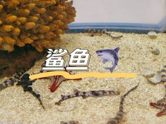 -上海海洋水族馆