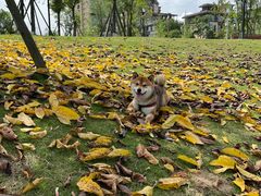 -水碾河肥兔火锅(水碾河店)