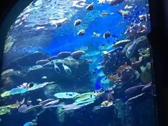 -暹罗海洋世界