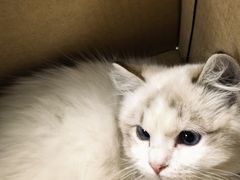 -北京观赏动物医院·24小时大型综合·猫专科·异宠专科