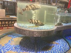 -海派美食·家宴海鲜青岛菜·石锅鲽鱼头(东方城店)