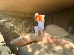 -上海佘山国家森林公园天马山园