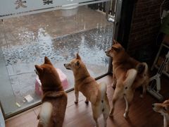 -柴犬高等学院·狗咖·柴犬售卖·宠物训练