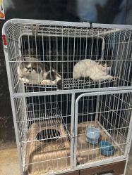 -酷嗒动物文化乐园(cutezoo西溪乐天城店)